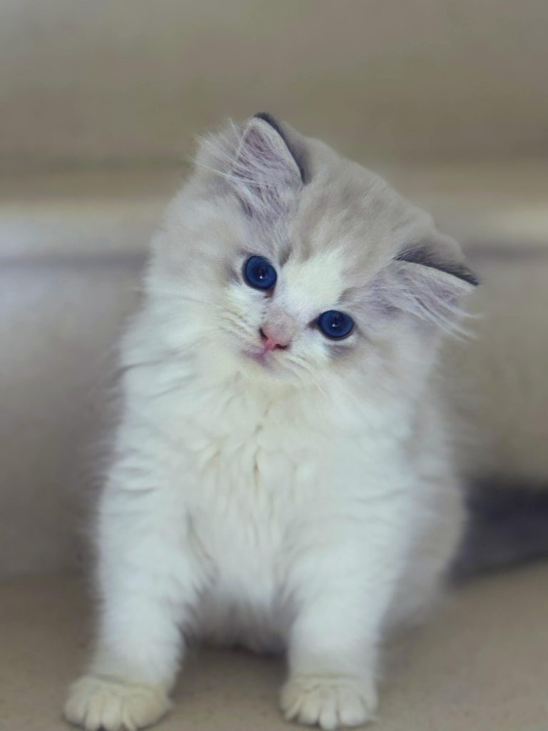 Bleu Bicolor Chaton Ragdoll