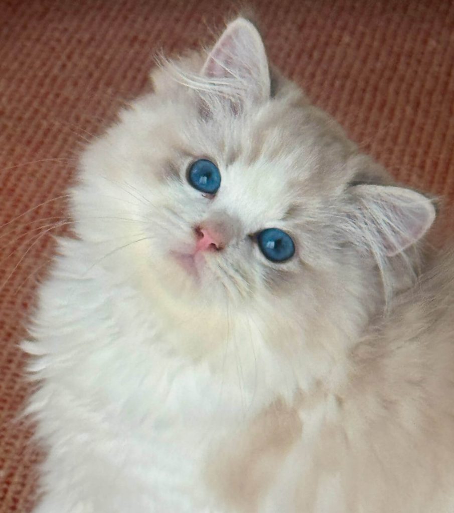 Bleu Lynx Bicolor Chaton Ragdoll