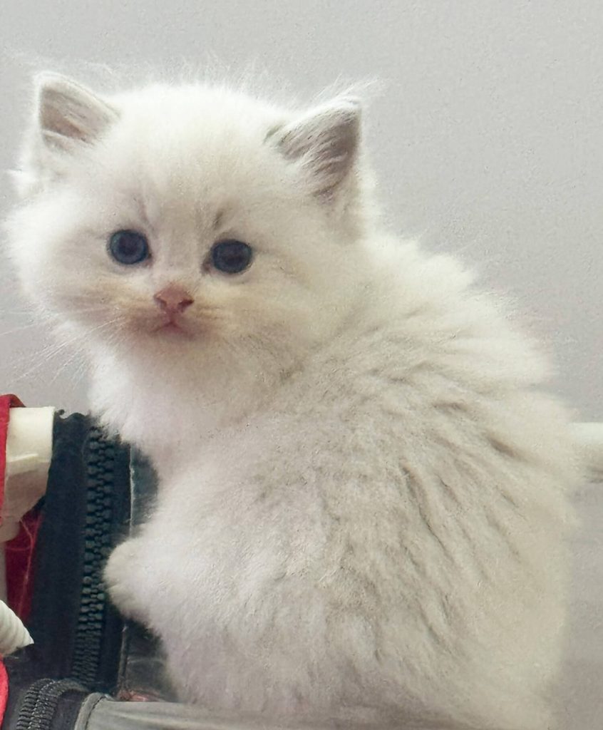 Chaton ragdoll bleu bicolor