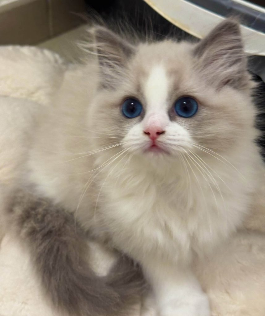 Chaton Ragdoll bleu bicolor