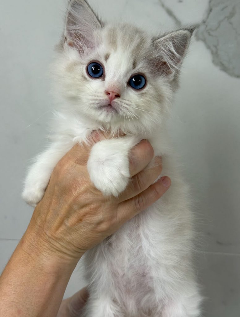 Chaton Bleu lynx Bicolor