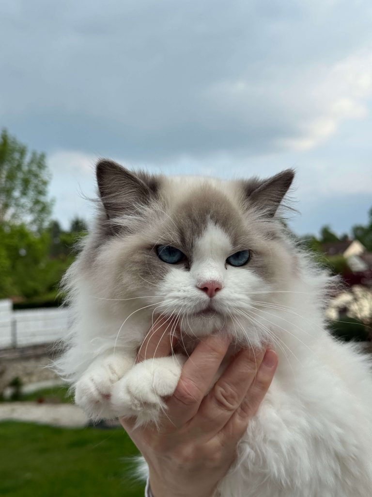 Chat ragdoll Blue Bicolor