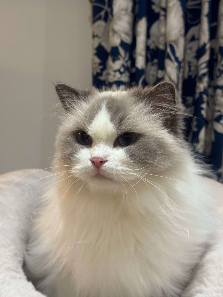 Ragdoll Blue Bicolor