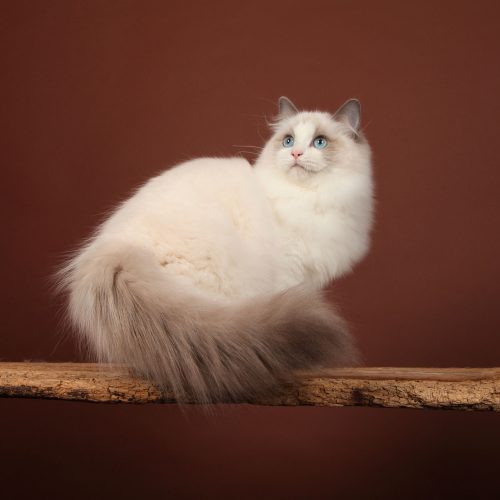 De Medicis Cattery est spécialiste de chat ragdoll à vendre.